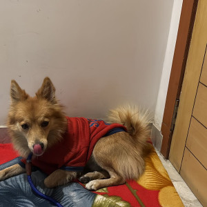 Found: Brown Male Pomeranian Dog from Janakpuri C block, New Delhi-2
