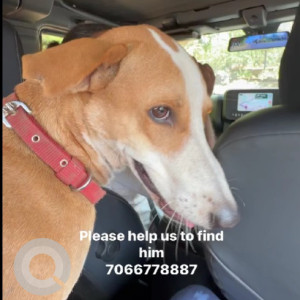 Missing: White-Brown Mix Male Indie Dog from Morjim, Ashwem