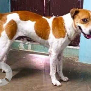 Missing: White-Brown Mix Male Indie Dog from West Mambalam-2