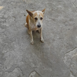 Missing: White-Brown Mix Male Indie Dog from Gurukul chs, jaywant sawant road, dahisar west-2