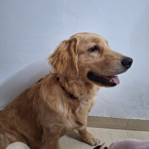 Found: Golden Male Golden retriever Dog from Vasant Enclave, Vasant vihar-2