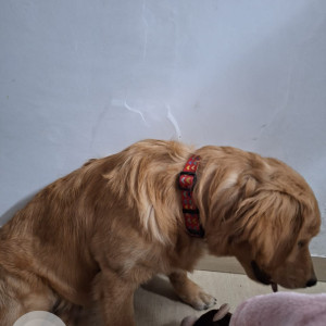 Found: Golden Male Golden retriever Dog from Vasant Enclave, Vasant vihar-3