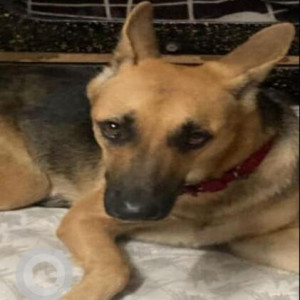 Missing: Brown Male Indie Dog from Mayur Vihar, Phase 2-2