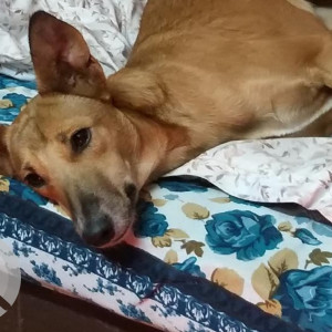 Missing: Brown Male Indie Dog from Father Agnel School Gautam Nagar-2