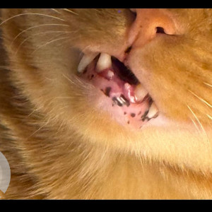 Missing: Orange Male Ginger cat Cat from Vasant Kunj, New Delhi-3