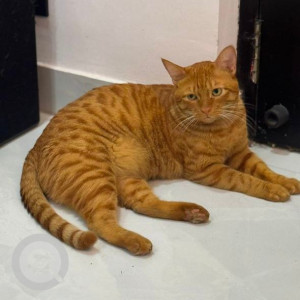 Missing: Orange Male Ginger cat Cat from Vasant Kunj, New Delhi-2