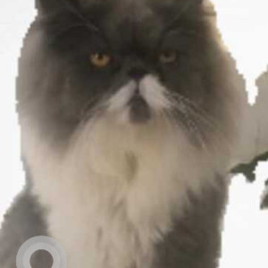 Missing: White and Grey Male Persian Cat from Jaypee Greens, Pari chowk, Greater Noida