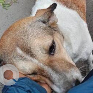 Missing: White-Brown Mix Female Indie Dog from Lajpat Nagar 3-3