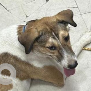 Missing: White-Brown Mix Female Indie Dog from Lajpat Nagar 3