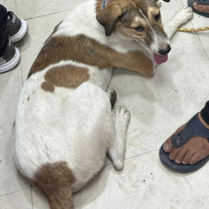Missing: White-Brown Mix Female Indie Dog from Lajpat Nagar 3-2