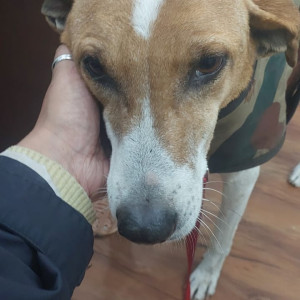 Found: White-Brown Mix Male Indie Dog from M block, Greater Kailash  1 market