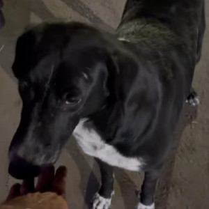 Found: Black and White Male Indie Dog from Magarpatta