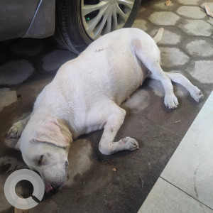 Found: White Female Labrador Dog from 3/501A, Kuppam Beach Road, Kottivakkam,  Chennai - 41-2