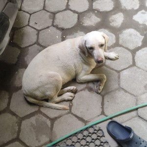 Found: White Female Labrador Dog from 3/501A, Kuppam Beach Road, Kottivakkam,  Chennai - 41