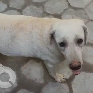 Found: White Female Labrador Dog from 3/501A, Kuppam Beach Road, Kottivakkam,  Chennai - 41-3