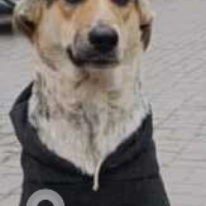 Missing: Black and Brown Female Indie Dog from Dera mandi farmhouse Chattarpur-3