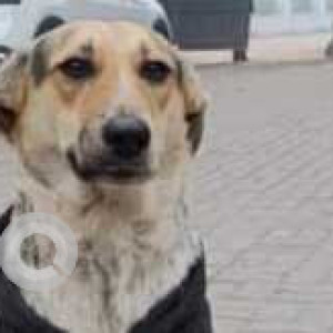 Missing: Black and Brown Female Indie Dog from Dera mandi farmhouse Chattarpur-2