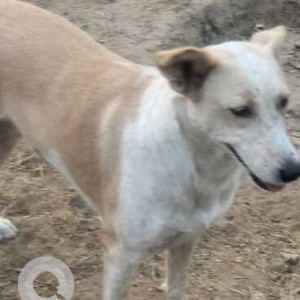 Missing: White-Brown Mix Female Indie Dog from Simon Borivali Marg