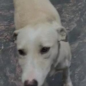 Found: White Female Indie Dog from Archie's at Karol Bagh Metro Station-2