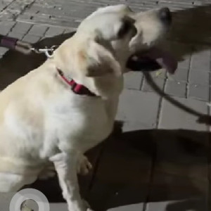 Found: White Male Labrador Dog from Kunal Icon Road, Pimple Saudagar