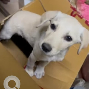 Missing: White-Brown Mix Female Indie Dog from Film Institute