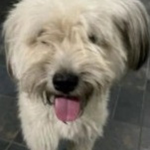 Found: White Male Lasha Apsho Dog from Ravi English School, Basaveshwaranagar