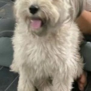 Found: White Male Lasha Apsho Dog from Ravi English School, Basaveshwaranagar-2