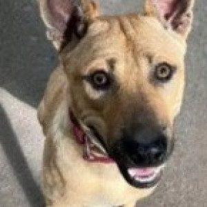 Missing: Brown Male Indie Dog from 16th Main Road, HAL 2nd Stage, Indiranagar-3