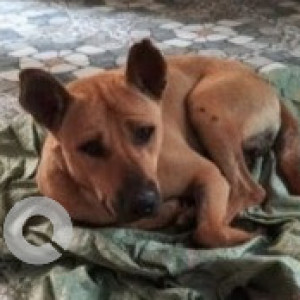 Missing: Brown Male Indie Dog from 16th Main Road, HAL 2nd Stage, Indiranagar-2