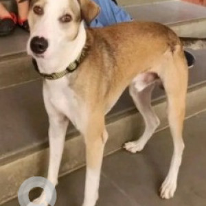 Missing: White-Brown Mix Male Indie Dog from Bannerghatta National park-2