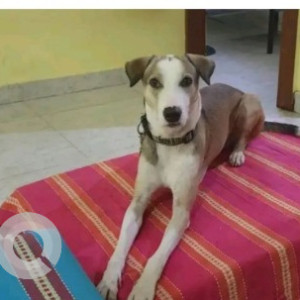 Missing: White-Brown Mix Male Indie Dog from Bannerghatta National park