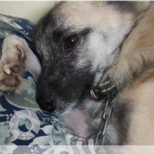 Missing: Black and Brown Male Indie Dog from Mudichur-2