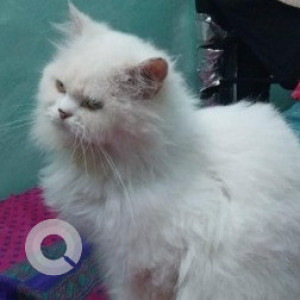 Found: White Female Persian Cat from Pallavaram