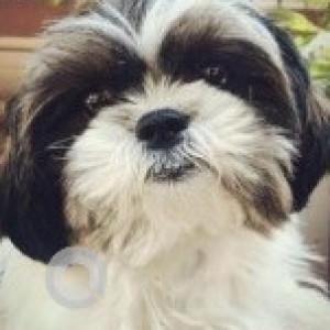 Missing: Black and White Female Shih Tzu Dog from West end colony Moggapair Padi