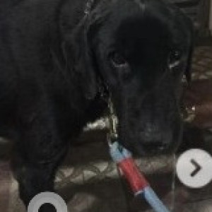 Found: Black Male Labrador Dog from 18th B Main road, 6th Block, Koramangala