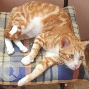 Missing: Orange Male Indie Cat from Gagan Cresent 1, 3rd Cross, Athmananda Colony