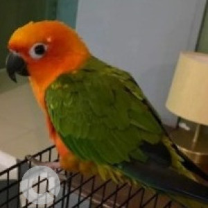 Missing: Orange Male Jenday conure Bird from Banashankari 5th stage, behind mantri alpyne apartment-2