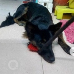 Found: Black and Brown Female German Shepherd Dog from Bel road, Kuvempu circle Bel thales system-2