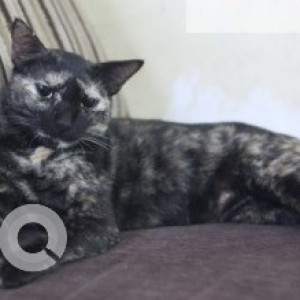 Missing: Black and White Female Indie Cat from Madipakkam, Vishal Nagar, Chennai-2