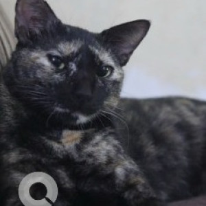 Missing: Black and White Female Indie Cat from Madipakkam, Vishal Nagar, Chennai-3