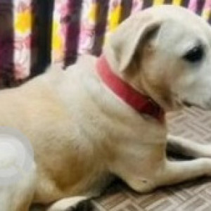 Found: White Female Labrador Dog from Bidarahalli, Aaiyappa swamy temple, kada agrahara road-2