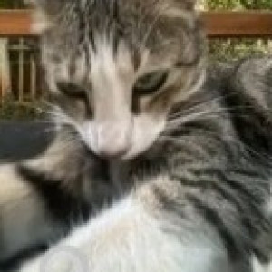 Missing: White and Grey Female Indie Cat from Chaitanya Samarpan-2