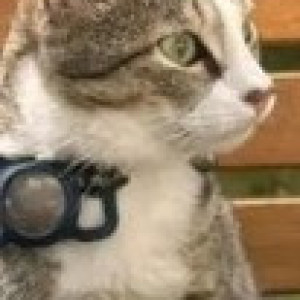 Missing: White and Grey Female Indie Cat from Chaitanya Samarpan-3