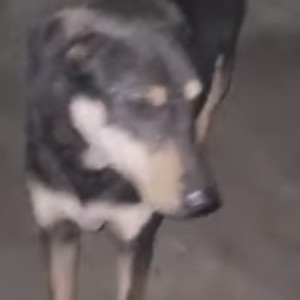 Found: Black and Brown Female Indie Dog from Dwarka sector 22