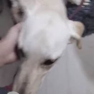 Found: White Male Labrador Dog from Koramangala 8th Block, near Shiva Theatre