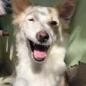 Found: White Male Indie Dog from Sagarpur bus stand-2