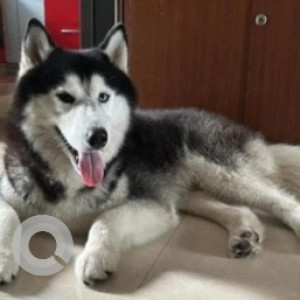 Missing: White and Grey Male Husky Dog from Tinfactory, Bengaluru