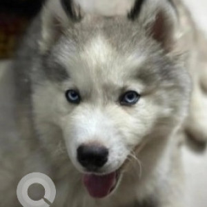 Missing: White Male Husky Dog from Tinfactory, Bengaluru