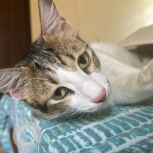 Missing: White-Brown Mix Male Indie Cat from Maduravoyal near alappakam, om Sakthi nagar first street-2