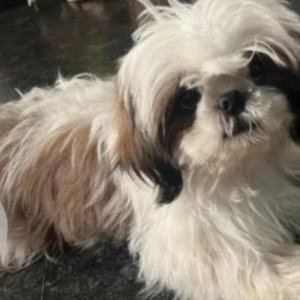 Missing: White-Brown Mix Male Shih Tzu Dog from Nandanavana layout, Jigani, Bengaluru